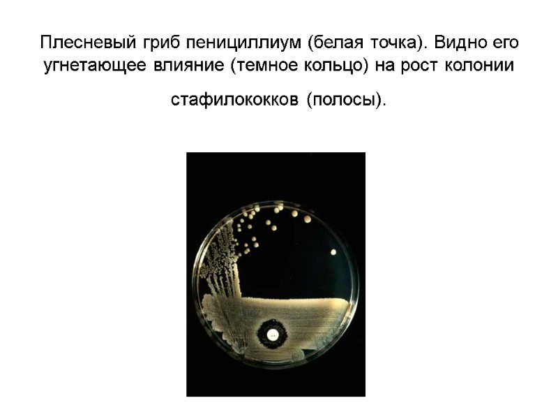 Плесневый гриб пенициллиум (белая точка). Видно его угнетающее влияние (темное кольцо) на рост колонии